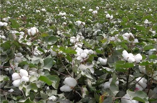 應(yīng)用殼寡糖防治棉花枯黃萎病技術(shù)措施