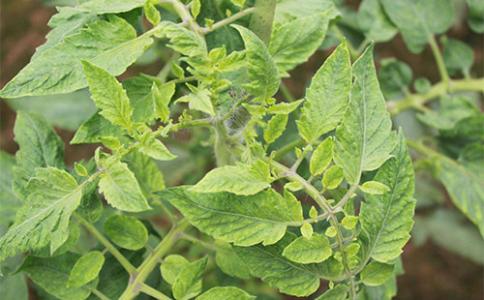 殼寡糖水劑防治植物病毒病應(yīng)用技術(shù)